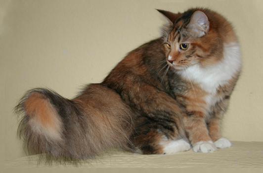SIBERIAN Cats for Sale, BREEDERS, ONTARIO!!