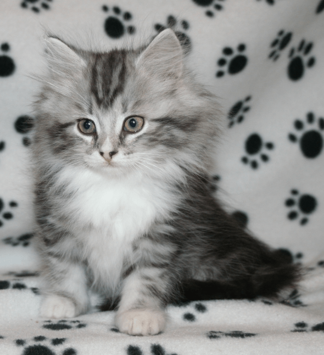 Siberian Cats And Kittens For Sale Hypoallergenic Ontario